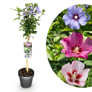 Hibiscus syriacus Tricolour ad alberello (1)
