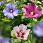 Hibiscus syriacus Tricolour ad alberello fioritura