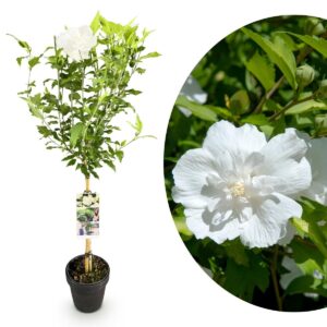 Hibiscus syriacus White Chiffon - Alberello