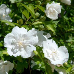 Hibiscus syriacus White Chiffon fiore