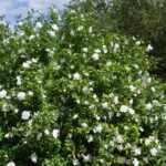 Hibiscus syriacus White Chiffon pianta in fiore