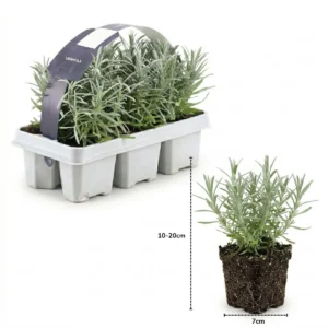 dimensioni lavanda angustifolia 7cm