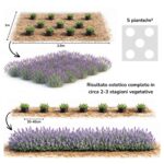 lavanda angustifolia 7cm aiuola bordura