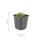 Campanula portenschlagiana dimensione vaso 9cm