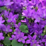Campanula portenschlagiana fiore dettaglio
