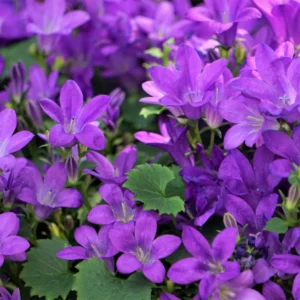 Campanula portenschlagiana fiore dettaglio