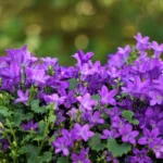 Campanula portenschlagiana in fiore