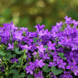 Campanula portenschlagiana in fiore