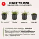Ciclo stagionale erbacee perenni sempreverdi