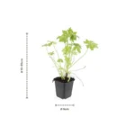 Geranium macrorrhizum dimensione vaso 9cm