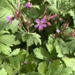 Geranium macrorrhizum fiore dettaglio