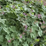 Geranium macrorrhizum in fiore