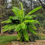 Musa basjoo - banano giapponese ambientata