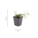Phlox 'Emerald Cushion Blue' dimensione vaso 9cm