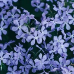 Phlox 'Emerald Cushion Blue' fiore dettaglio