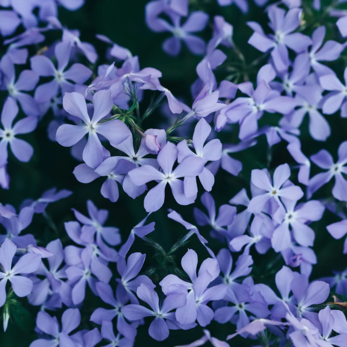 Phlox 'Emerald Cushion Blue' fiore dettaglio