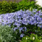 Phlox 'Emerald Cushion Blue' in fiore