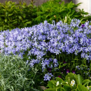 Phlox 'Emerald Cushion Blue' in fiore