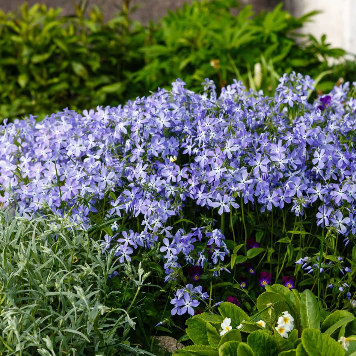 Phlox 'Emerald Cushion Blue' in fiore