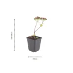 Sedum ‘Matrona’ dimensione vaso 9cm