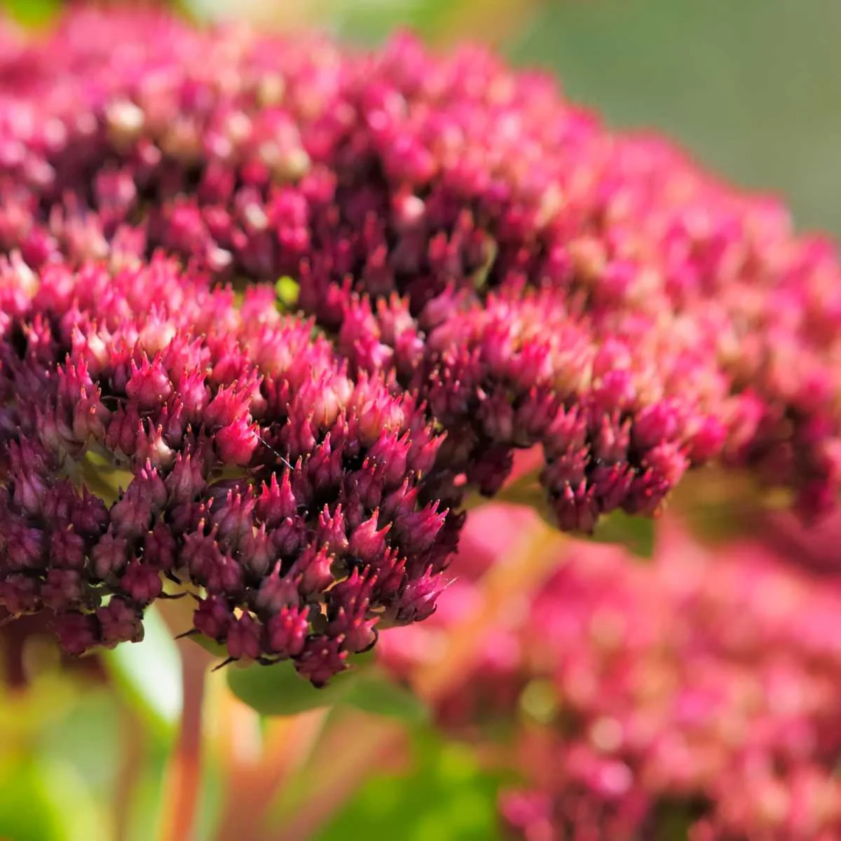Sedum ‘Matrona’ fiore dettaglio