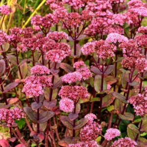 Sedum ‘Matrona’ in fiore
