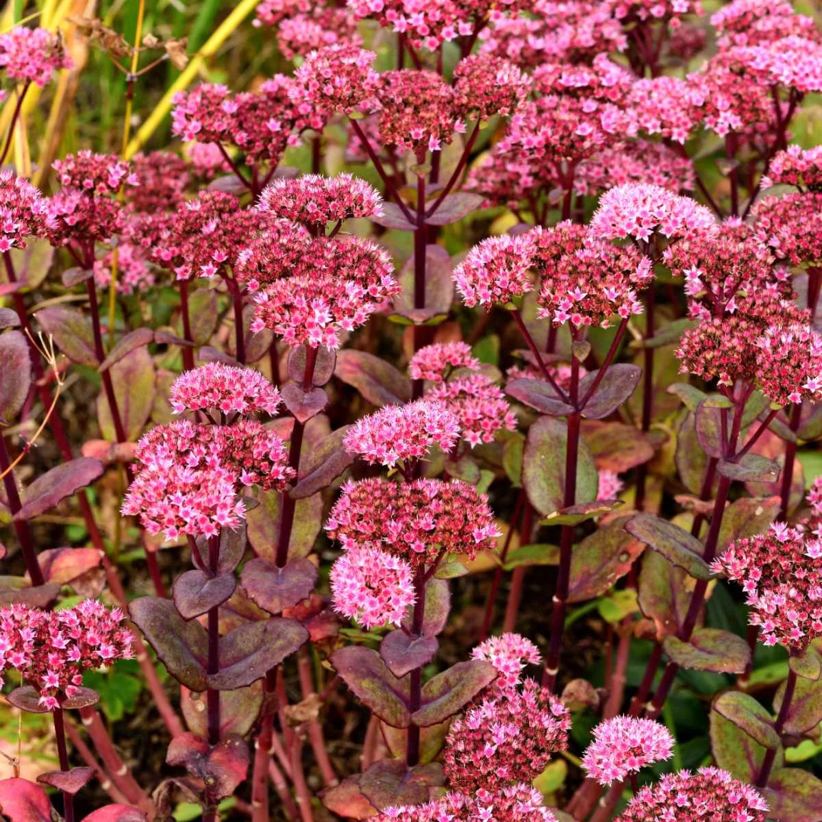 Sedum ‘Matrona’ in fiore