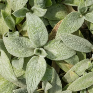 Stachys byzantina 'Silver Carpet'