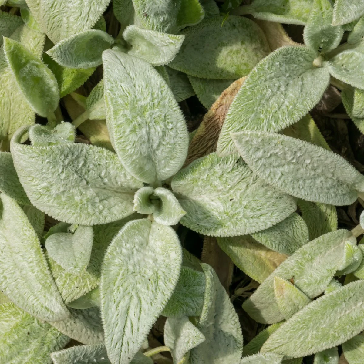 Stachys byzantina 'Silver Carpet'