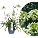 Agapanthus 'Everwhite'