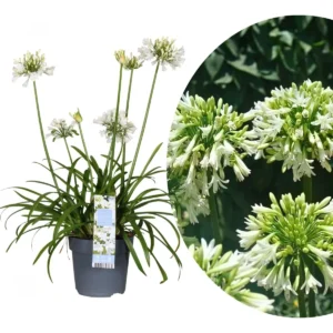Agapanthus 'Everwhite'
