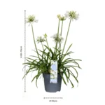 Agapanthus 'Everwhite' dimensioni