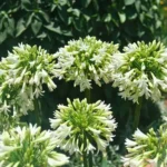 Agapanthus 'Everwhite' fiore