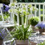 Agapanthus 'Everwhite' in vaso