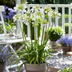 Agapanthus 'Everwhite' in vaso