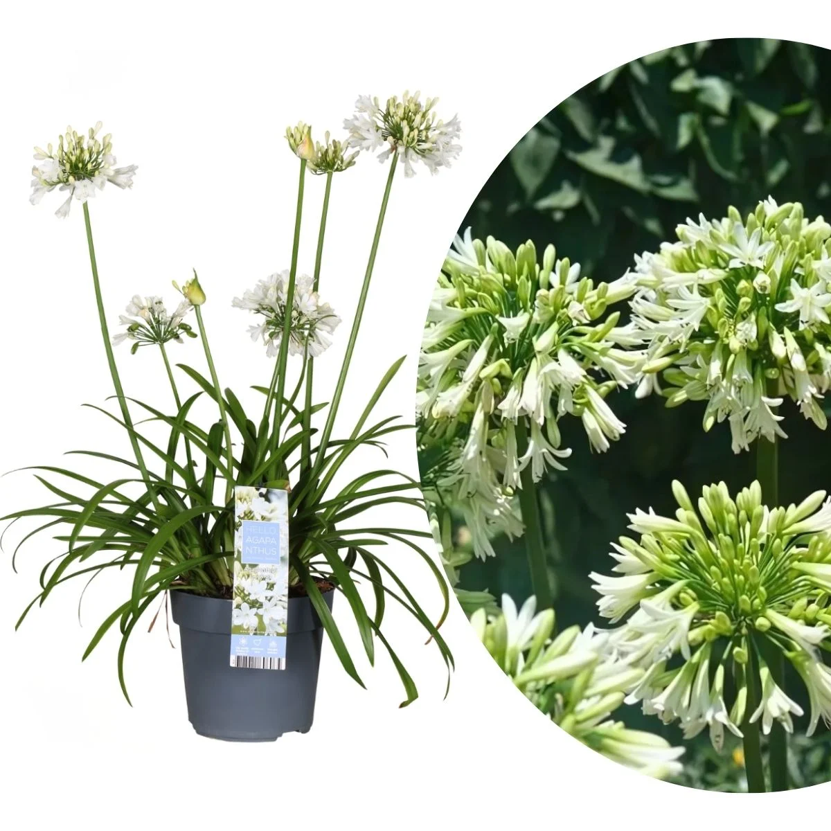 Agapanthus 'Everwhite'