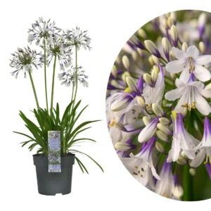 Agapanthus ‘Fireworks’