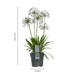 Agapanthus ‘Fireworks dimensioni