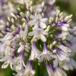 Agapanthus ‘Fireworks fiore