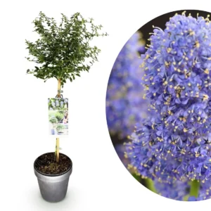 Ceanothus thyrsiflorus Repens Alberetto