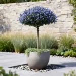 Ceanothus thyrsiflorus Repens Alberetto ambientata