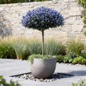 Ceanothus thyrsiflorus Repens Alberetto ambientata