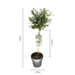 Ceanothus thyrsiflorus Repens Alberetto dimensioni