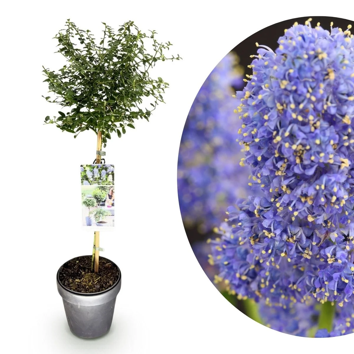 Ceanothus thyrsiflorus Repens Alberetto Ceanothus thyrsiflorus Repens Alberetto
