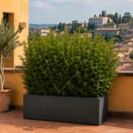 Eugenia New Port siepe terrazzo