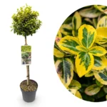 Euonymus fortunei Emerald n Gold alberello