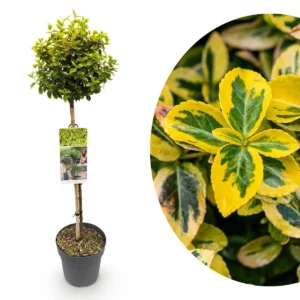 Euonymus fortunei Emerald n Gold alberello