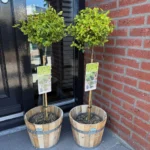 Euonymus fortunei Emerald n Gold alberello ambientata