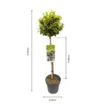 Euonymus fortunei Emerald n Gold alberello dimensioni