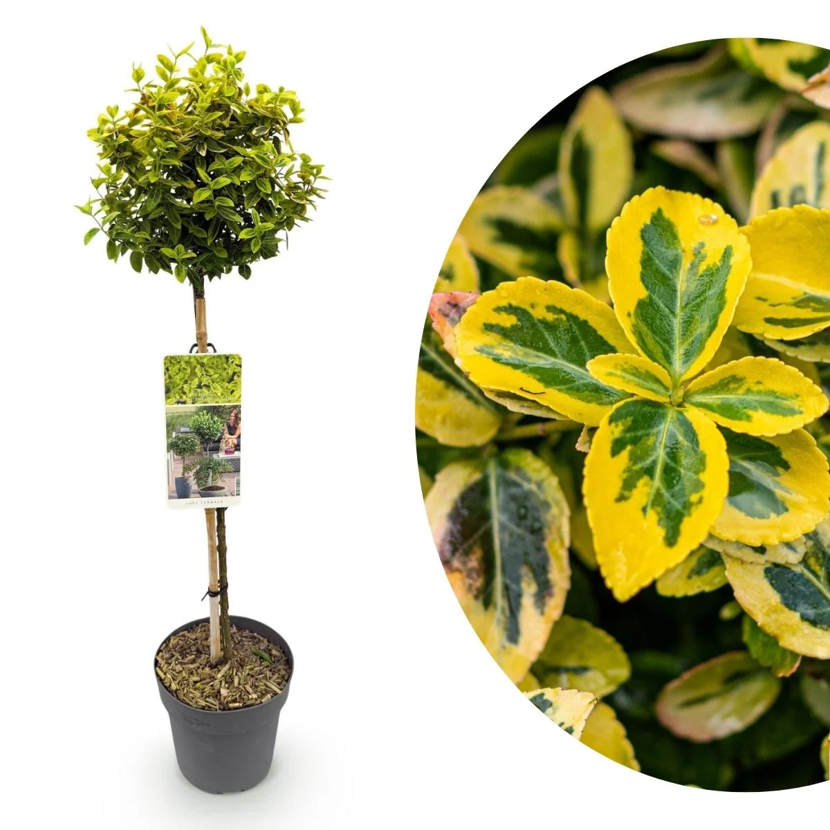 Euonymus fortunei Emerald n Gold alberello Euonymus fortunei Emerald n Gold alberello